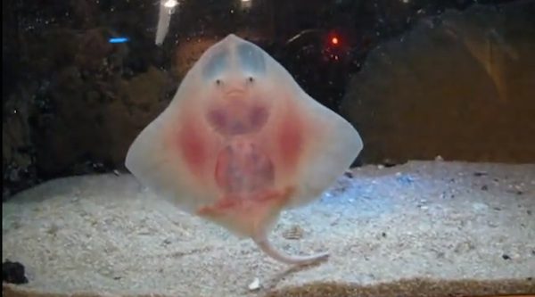 baby stingray