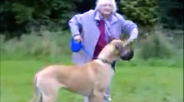 Grandmother Takes Her Great Dane Out For A Walk And Gets ...