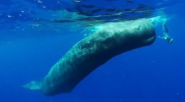 Wild Sperm Whale Surprises Diver By Spinning With Him