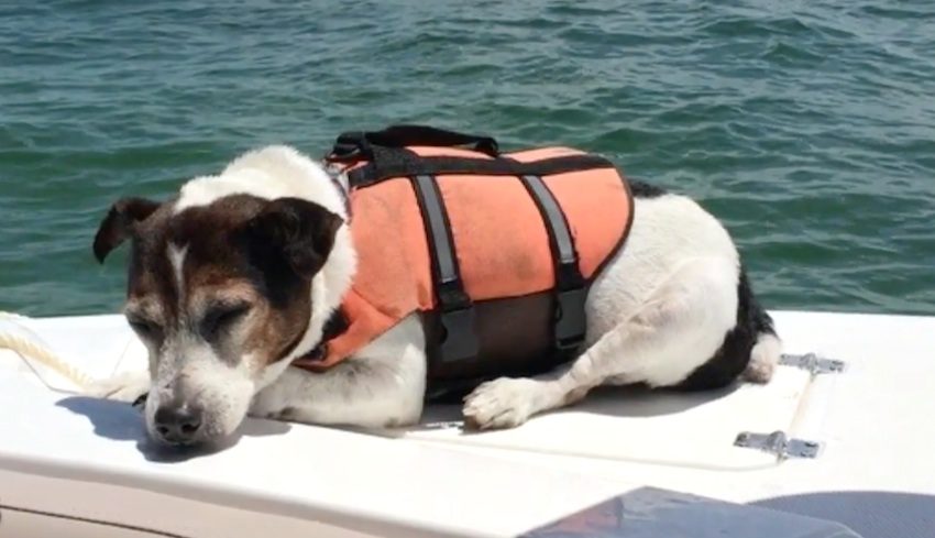 Jack Russell Terrier Lost At Sea Miraculously Found Alive