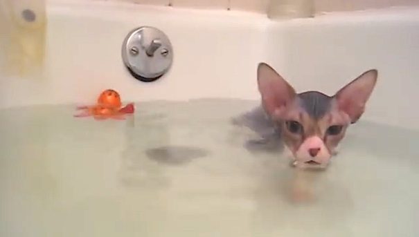 sphynx cat bathtub