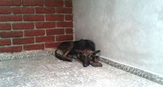 Negrita the loyal stray dog