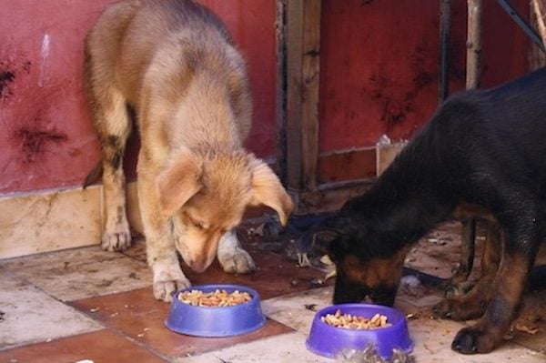 Puppies Rescued From Drowning In Tar Pits By Good Samaritans