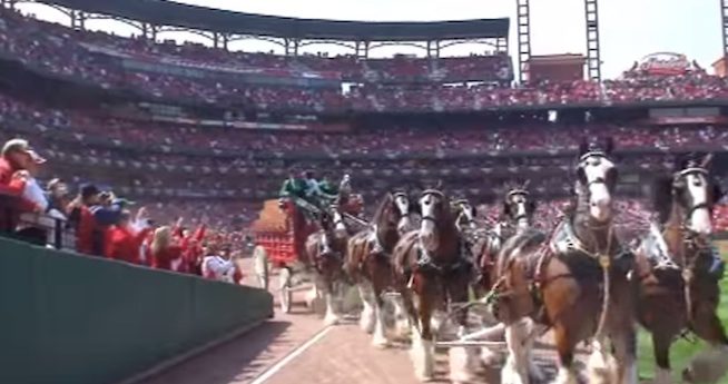 Anheuser-Busch Clydesdales, St. Louis Cardinals Opening Day 2015