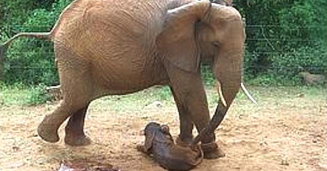 elephants giving birth