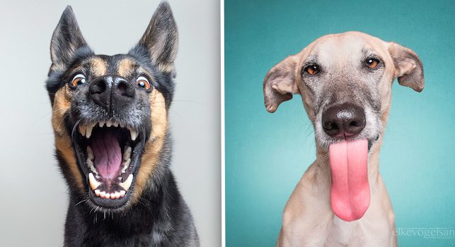 Fun-Loving Portraits Of Dogs Are Sure To Brighten Everyone's Mood