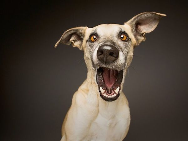 elke-vogelsang-11