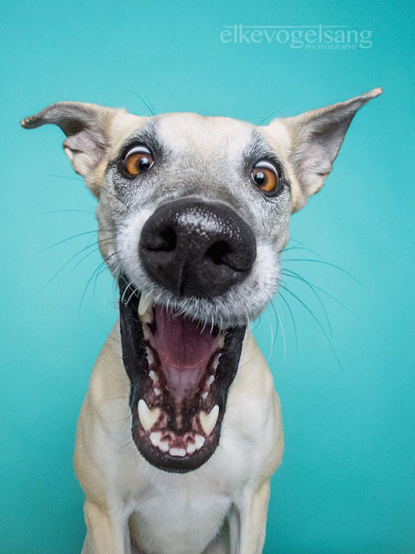 elke-vogelsang-5