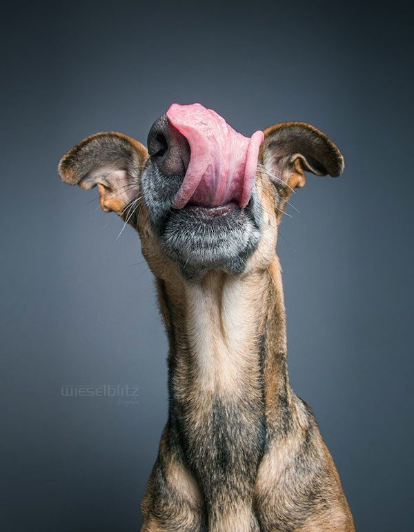 elke-vogelsang-tongue