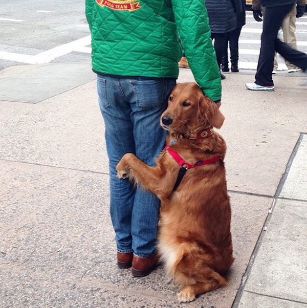 Golden Retriever Loves Hugging And Holding Hands With Her Human In Public