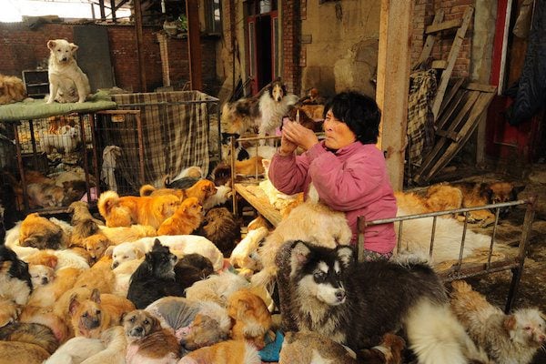 Woman Travels 1,652 Miles To Yulin Dog Meat Festival To Save As Many ...