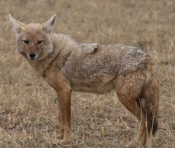 First New Species Of Wild Dog Discovered In 150 Years