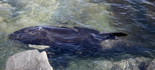 Beached Orca Cries Out In Fright As Rescuers Spend 6 Hours Saving Her