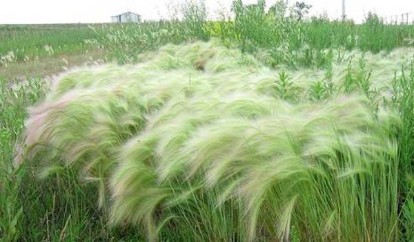 Foxtail Grass Can Kill Your Dogs