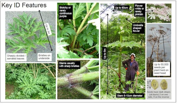 hogweed vs giant hogweed - how to identify hogweed