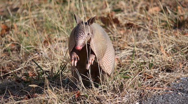 Karma Strikes When Man Tries To Shoot Armadillo