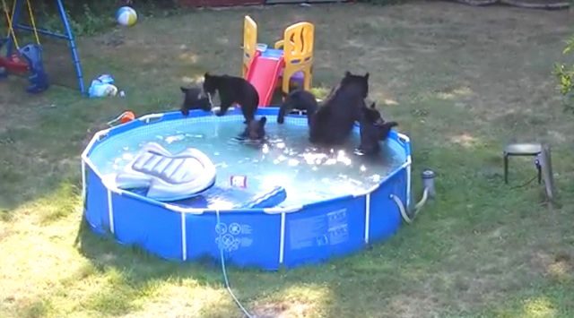 Six Black Bears Have A Pool Party In Family's Backyard