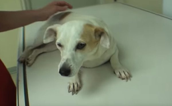 can a dog die from bladder stones