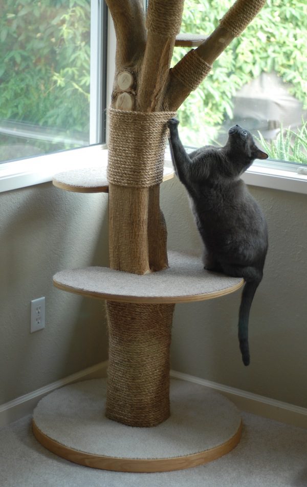 Woman Makes Her Cats A Fantastic 'Cat Tree' From Actual Tree In Her Yard