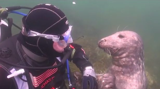 are seals friendly like dogs