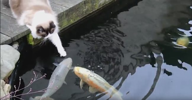 cat and koi fish