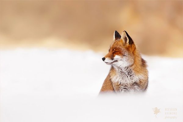 foxes-roeselien-raimond-10
