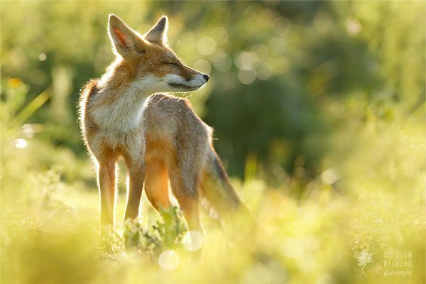 foxes-roeselien-raimond-11
