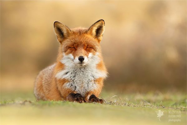 foxes-roeselien-raimond-12