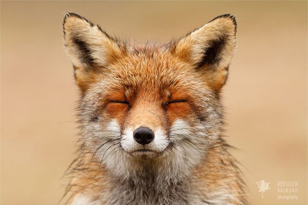 foxes-roeselien-raimond-13
