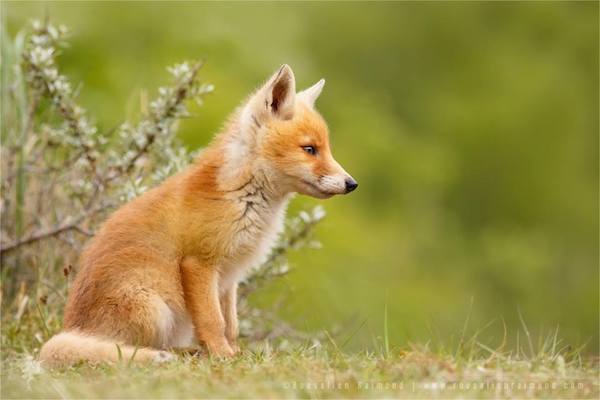 foxes-roeselien-raimond-14