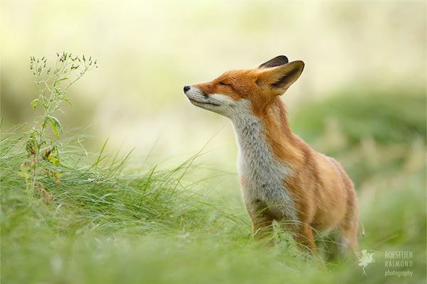Zen Fox