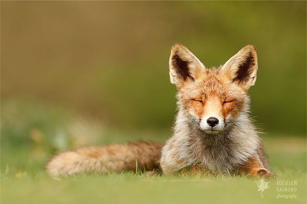foxes-roeselien-raimond-3