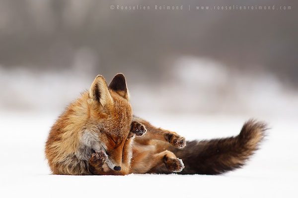 foxes-roeselien-raimond-4