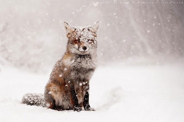 foxes-roeselien-raimond-5