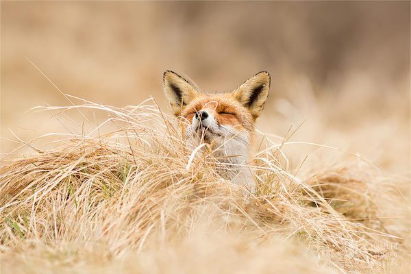 foxes-roeselien-raimond-6