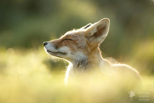 foxes-roeselien-raimond-7