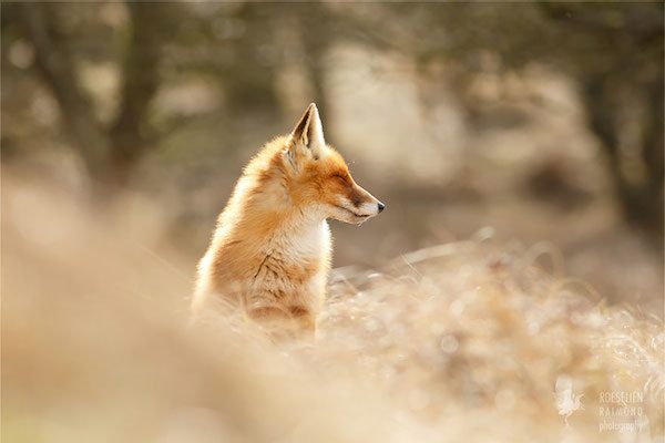 foxes-roeselien-raimond-8