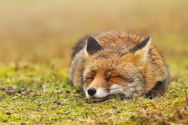foxes-roeselien-raimond-9