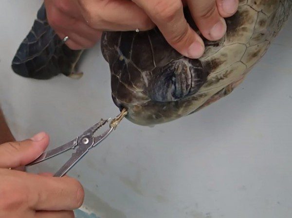 What Biologists Pull From This Sea Turtle's Nose Will Make You Think ...