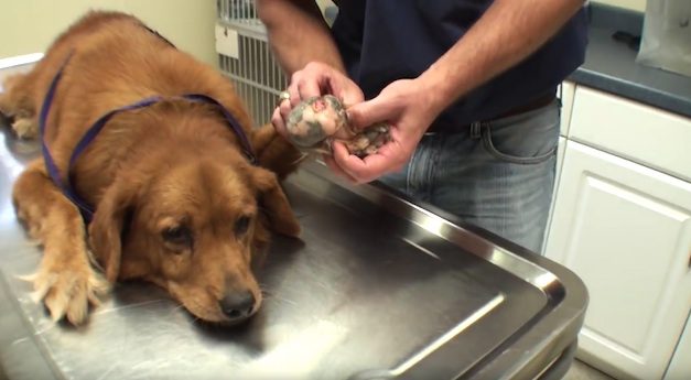 cancer on dog paw