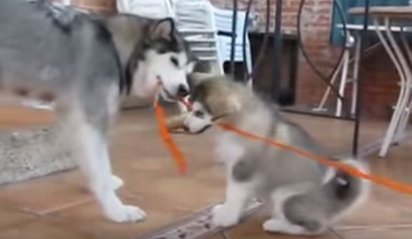 husky tug of war