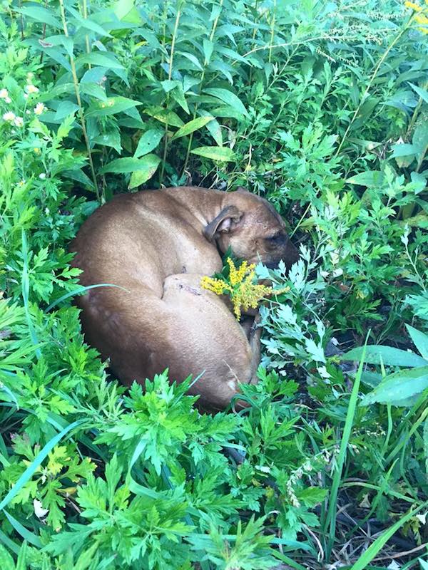 Dying Pit Bull Had Lost All Hope When Kids Found Him In The Grass Just ...