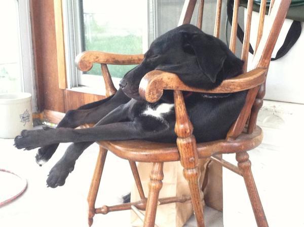 The Position In Which Dogs Sleep Reveals Secrets About Their ...