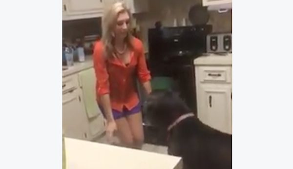 150-Pound Great Dane Loves Giving Mom A Big Hug When She Comes Home