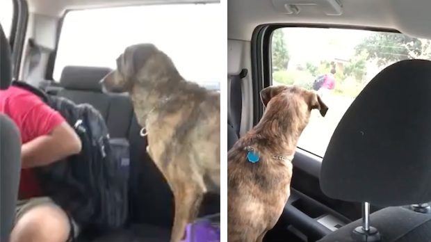 Sweet Dog Cries Every Time Boy Gets Dropped Off At School