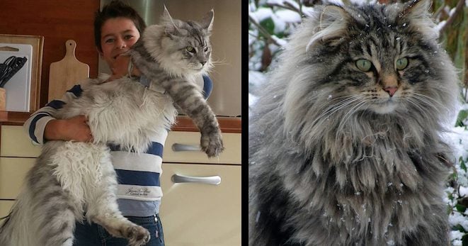 These Majestic Cats Make All Other Cats Look Like Tiny Kittens