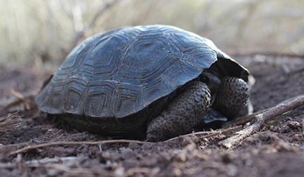 Baby Tortoises Born On Galapagos Island For The First Time In A Hundred ...