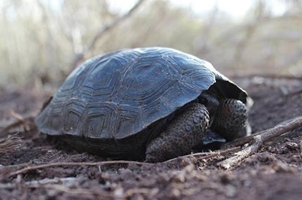 Baby Tortoises Born On Galapagos Island For The First Time In A Hundred ...