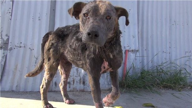 Sick And Homeless Dog Transforms Like A Phoenix Rising From The Ashes