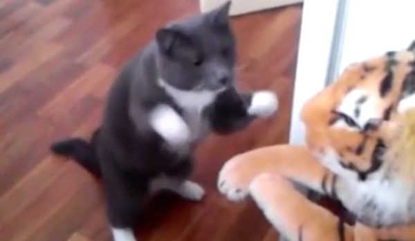 cat fighting stuffed tiger